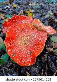 Lethal triple headed Fly Agaric.