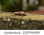 Lethocerus deyrollei, giant cockroach, water cockroach, giant insect, Lethocerus patruelis, Lethocerus, side view, giant water bug
