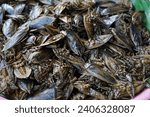 Lethocerus indicus is a water bug in a basin plastic to sold in local morning market in Kalasin province of Thailand.Can be eaten by fried and extract for a type of chili sauce used as a condiment.