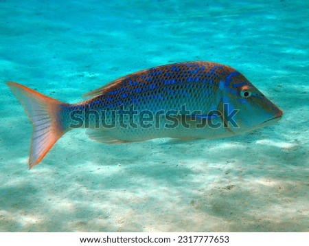Lethrinus nebulosus, fish from the red sea 