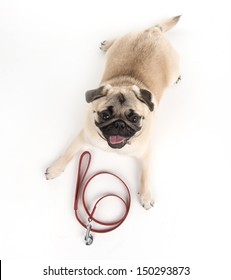 Lets Go For A Walk! Top View Of Funny Dog Lying Down Near The Dog Leash