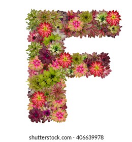 Letter F Made Bromeliad Flowers Isolated Stock Photo 406639978 ...