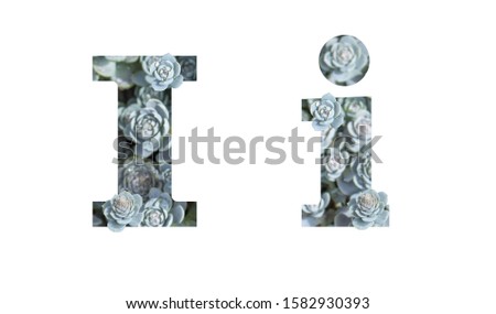 Letter I latin alphabet uppercase and lowercase isolated on white. Letter gray silver patterned plant succulent isolate
