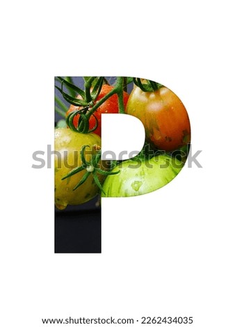 Letter P of the alphabet made with a bunch of tomatoes, yellow unripe and red ripe tomatoes, isolated on a white background