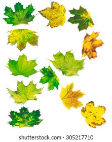 Letter R composed of multicolor maple leafs. Isolated on white background.