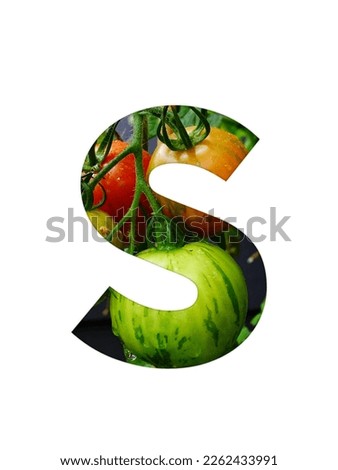 Letter S of the alphabet made with a bunch of tomatoes, yellow unripe and red ripe tomatoes, isolated on a white background