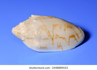 Lettered olive seashell in blue background