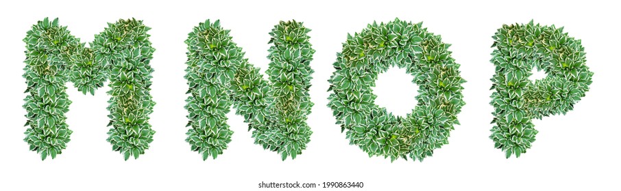 Letters M, N, O, P made from Hosta plant leaves