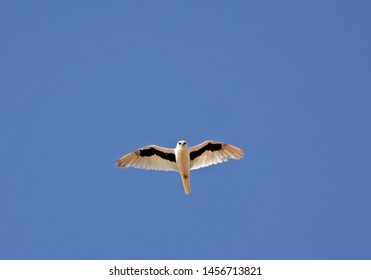 Letter-winged Kite (Elanus Scriptus) Flying Again A Blue Australian Sky