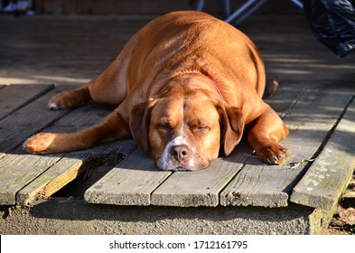 what does let sleeping dogs lie mean