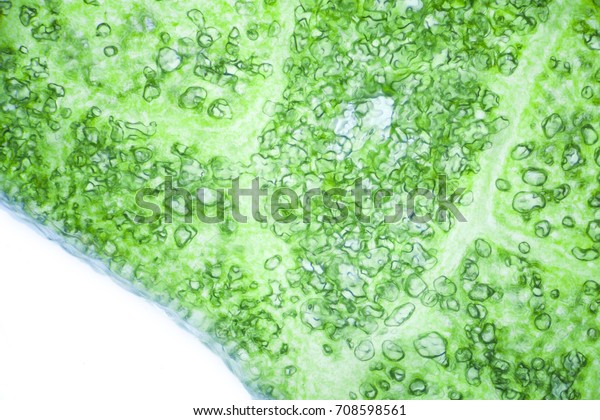 Lettuce cells\
under microscope, magnification x\
100