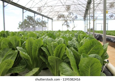 Lettuce up close in a greenhouse in Haiti