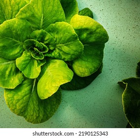 Lettuce Close Up Shot - Farm