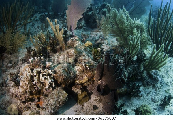 Lettuce Coral Branching Vase Sponges Stock Photo Edit Now 86595007