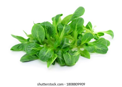 Lettuce, Corn Salad On White Background, Isolated.