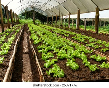 Lettuce Cultivation On A Greenhouse On A Small Farm