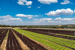 Lettuce Cultivation With Sprinkler Irrigation Support In Villa Del Prado, Madrid, Spain