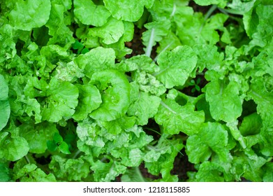 lettuce disease top view eye - Shutterstock ID 1218115885