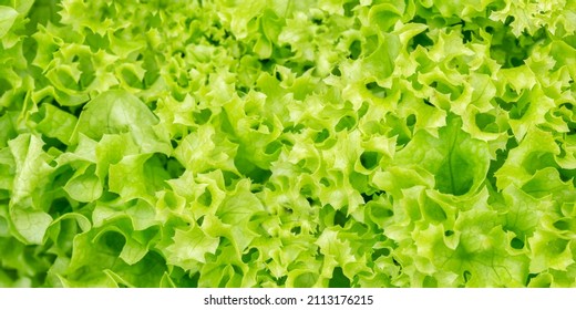 Lettuce endive salad background vegetable vegetables from above healthy eating panorama fresh