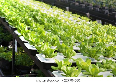 Lettuce Farm Indoor