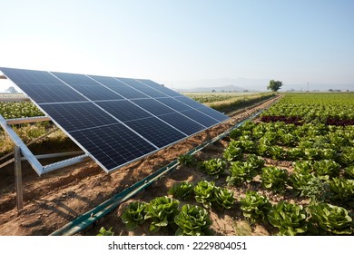 A lettuce field irrigated with solar energy in Turkey. A large area where lettuce is grown. Growing crops with rows of lettuce and renewable energy in a field on a sunny day. - Powered by Shutterstock