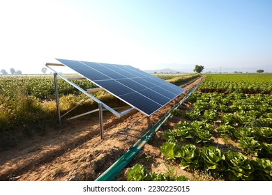 A lettuce field irrigated with solar energy in Turkey. A large area where lettuce is grown. Growing crops with rows of lettuce and renewable energy in a field on a sunny day. - Powered by Shutterstock