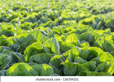 Lettuce Field In Salinas Valley, California.