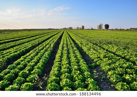 Lettuce field at sunset in italy