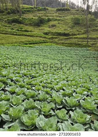 Lettuce fields thriving in the cool mountain air

- nature's freshest green at high altitude