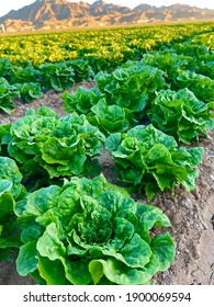 Lettuce Fields In Yuma Arizona