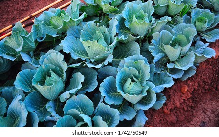 The lettuce in the garden - Shutterstock ID 1742750549