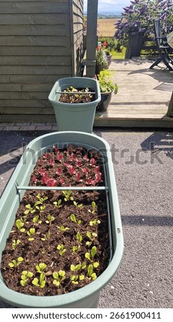 Lettuce getting bigger as summer progresses in the salad garden! 