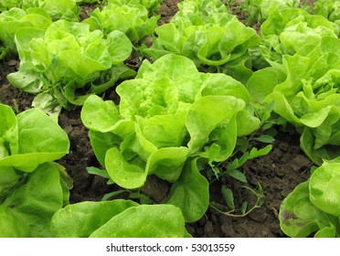 Lettuce Green Growing Up In Garden