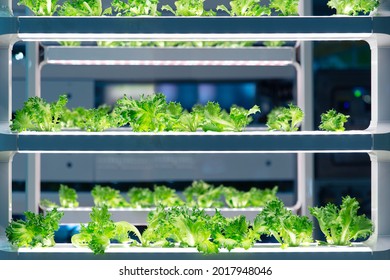 Lettuce grow in lab with advance aquaponic agriculture technology or hydroponic. Plant bio science research for genetic engineering in lab test.