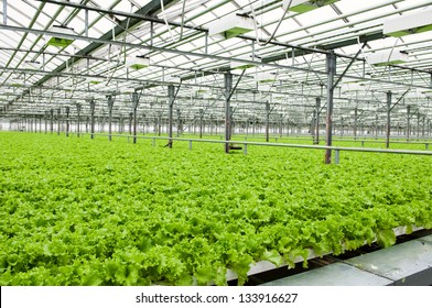 Lettuce Growing In Greenhouse In Russia