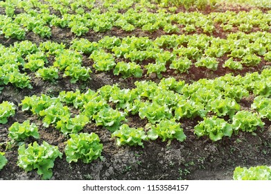 Lettuce Growing Soil Stock Photo 1153584157 | Shutterstock