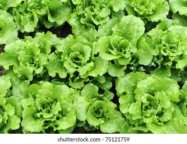 Lettuce Growing In The Soil