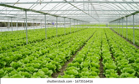 lettuce grown in the greenhouse in the greenhouse - Powered by Shutterstock