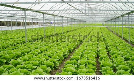 lettuce grown in the greenhouse in the greenhouse