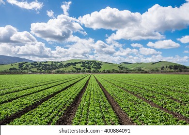 Lettuce Harvest.  Rows Of Lettuce Crops With Foothills In The Fields Of Salinas Valley Of Central California. This Area Is A Hub Of Agriculture Industry And Is Known As The 