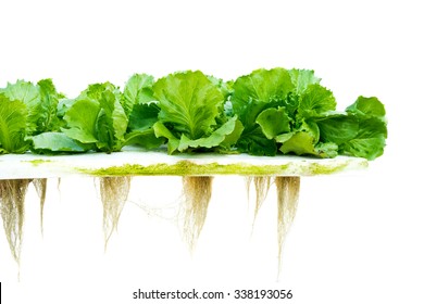 Lettuce Hydroponic