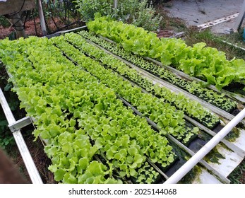 Lettuce with the hydroponic method - Shutterstock ID 2025144068