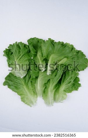Lettuce is known for its rapid growth, typically maturing within a few weeks, making it a convenient choice for gardeners and farmers looking for a quick turnover of crops, and it can be easily cultiv
