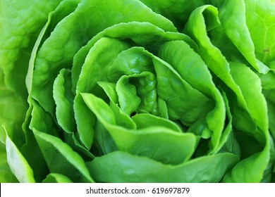 Lettuce (Lactuca sativa) - an annual plant of the daisy family, Asteraceae