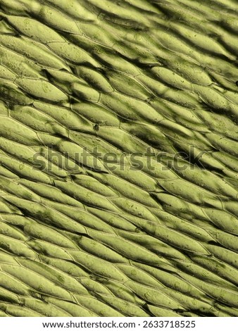 Lettuce Leaf Cells Viewed Under Microscope