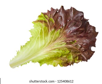 Lettuce leaf  isolated on white