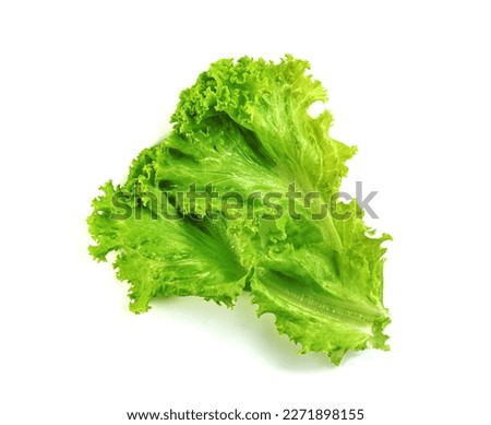 Lettuce leaf isolated on white background ,Green leaves pattern ,Salad ingredient
