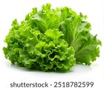 lettuce leaves for breakfast or lunch salad on white background