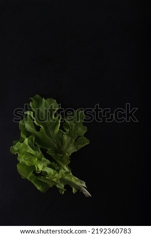 Similar – Image, Stock Photo Fresh leaf salad on a board with text space on the left