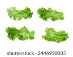 Lettuce leaves isolated on white background. Lettuce salad with lettuce leaves. set with lettuce salad isolated on a white background.